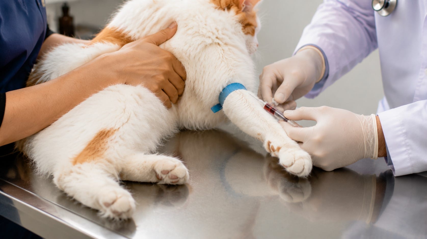 İzmir Karşıyaka kedi laboratuvar ve tahlil hizmetleri